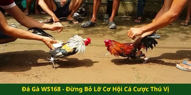Đá gà WS168