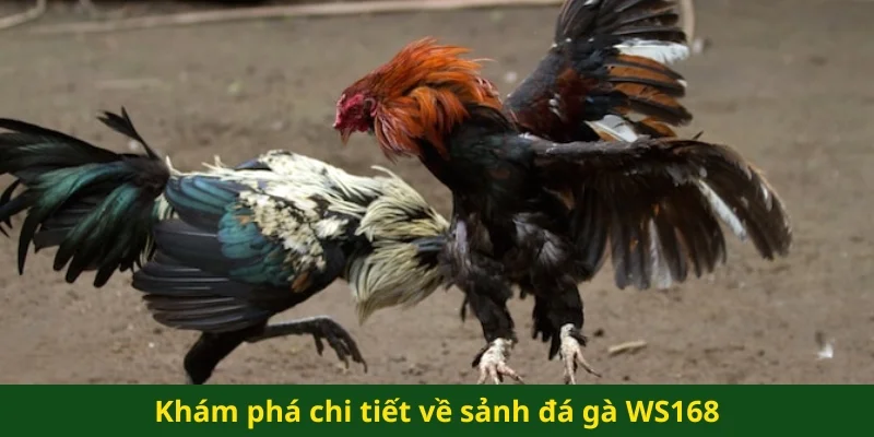 Khám phá chi tiết về sảnh đá gà WS168