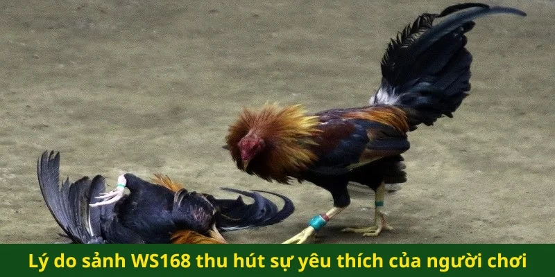 Lý do sảnh WS168 thu hút sự yêu thích của người chơi