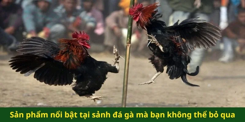 Sản phẩm nổi bật tại sảnh đá gà mà bạn không thể bỏ qua